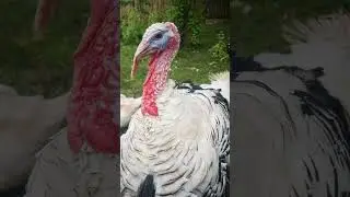 Turkey Tuesday 👋#turkey #animals #music #phonk #song #funny #funnyanimals funnyan