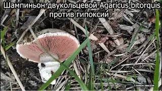 Шампиньон двухкольцевой Agaricus bitorquis против гипоксии