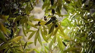 Malti-Kulturali: Flora u Fawna - Is-Siġra taż-Żebbuġ (The Olive Tree)