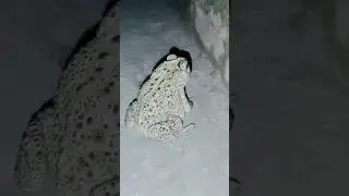 Funny Frog Video 🐸🤣 | Internet Can&rsquo;t Stop Laughing
