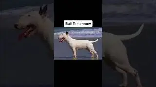 Dog Breed 100 Years Ago Vs TODAY