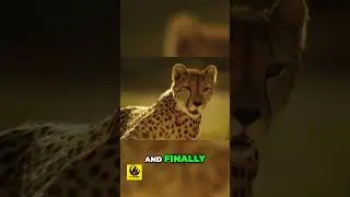 Cheetah - The Ultimate Speed Demon at 70 MPH