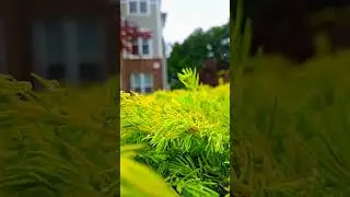 slow motion after rain | summer | Природа США | Summer B roll