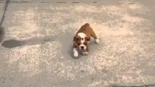 Bulldog Puppy with Deformed Front Left Paw