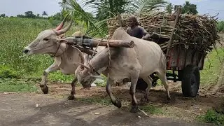 Bullock running race video in agriculture land | bullock framework | cow videos | Bullockcartloading
