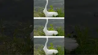 GREAT EGRET Catches a Fish in Central Park! #shorts - BIRDWATCHING DOT CALM