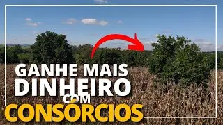 ABACATE CONSORCIADO COM MILHO SECO.
