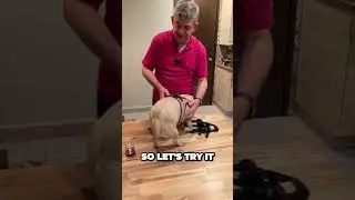 🔥 Dog Seatbelt Harness Unboxing and Review! ✅  #productreview #unboxing