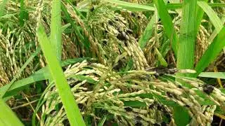 Sclerotium in rice (paddy)