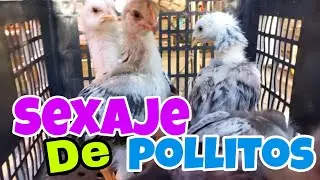 Aquí te dejo la sifra exacta de los pollitos que tenemos, más sexaje 👌😁💚🌍💙