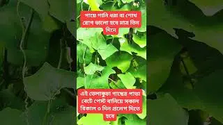 Use if your feet are swollen or watery #short video #viral video #benefits of plants