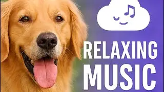 Relaxing Music for Dogs &ndash; Calm Your Dog Fast | Stress Relief & Sleep Sounds l Dog TV