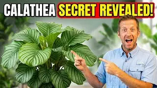 CALATHEA Plant Care | How to, Tips, Tricks, and Hacks