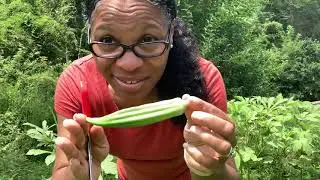 When to harvest okra and fry it up, healthy style (Okra Update)