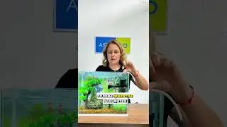 Краткая инструкция о том, как запустить аквариум. #аквариум #aquarium