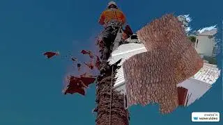 Stump Grinding Padbury - Real Tree Solutions