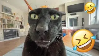 You Laugh You Lose🍁Funniest Dogs and Cats 2026🐶 👩‍🦳 #funniestanimals #funnydogs #funnycats