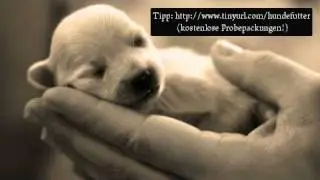 bellende hunde