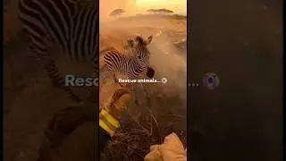 Firefighters Rescuing Animals &mdash; Real Heroes in the Flames 🔥🐶