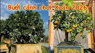 Mẹo lựa chọn chậu bưởi cảnh đẹp thu hút nhiều tài lộc để chơi Tết// 📲liên hệ 0839648888