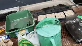 Dollar store seeds?