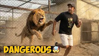 Lion Ka Achanak Jump&hellip; Sab Hairan Reh Gaye! 😱