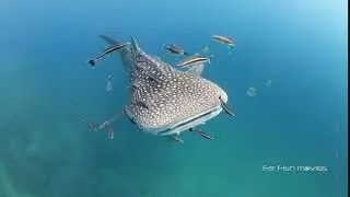 Juvenile Whale Shark (18) | Stock Video For Sale