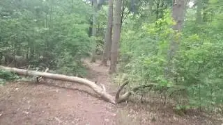 2020.117.#Семья в лесу#we walk in the forest#