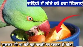 सर्दियों में तोते को क्या खिलाएं? Safe Food For Parrot In Winter Season!