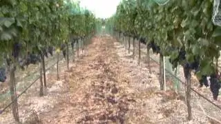 Inside the Vineyard Rows