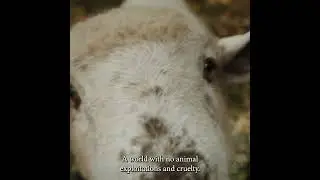 Voiceless Grants Program - Vision