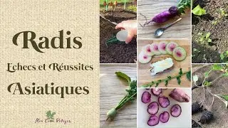 Radis Asiatiques du semis à la récolte - Échecs et Réussites