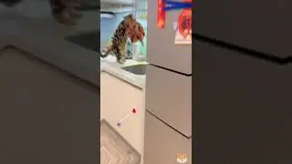 #cute banget sih #cat Kucing Makan Ketela #viral #caty #angoracat #persiacat