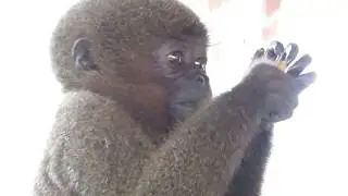 Rescued baby Woolly Monkey enjoys her lunch