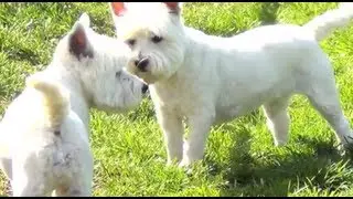 White Dogs - Barking, Playing, Walking, Fighting