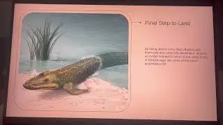 Reproductive Evolution