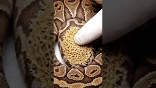 Wait for the CRUNCH. Satisfying Snake Peel ASMR