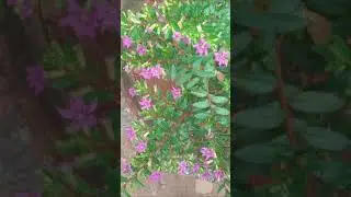 False heather | Cuphea hyssopifolia | flowers shorts