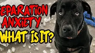 How to Tell If Your Dog Has Separation Anxiety (Real Signs & What to Do)#puppy #dogtraining