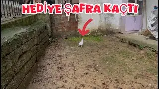 HEDİYE GELEN ŞAFRA GÜVERCİN KAÇTI ( KOMŞUNUN BAHÇESİNE DÜŞTÜ )
