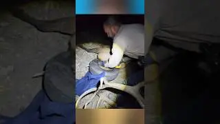 Elk Trapped in Tyre for 2 Years! Shocking Rescue  #WildlifeMiracle