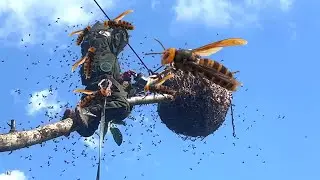 Vietnam's brave bee-hunting farmers: Facing nature's fury #wasps #harvesting #farming #beekeeping