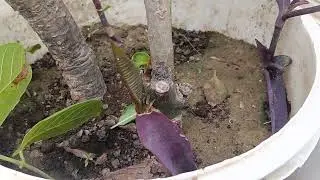 Champa ki cutting kaise lagaye....