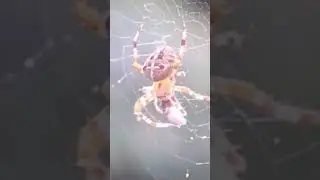 Hammock Weaver spiders venom is primarily used to immobilize and digest their prey#spiderlover