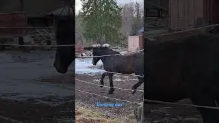 💙 #horses #kallblod #shire #liston #bailey fleur #mino #pferde #hevonen #horseshorts #konie