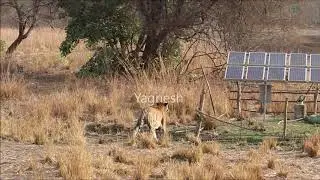 Tiger teaching hunting skills to cubs