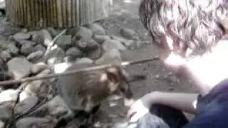 zatzoo.MOV