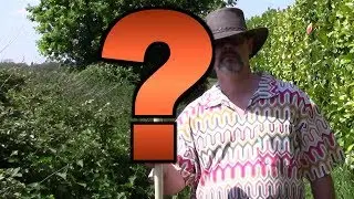 The Invention Of The Walking Spoon (Walking Stick Spoon)