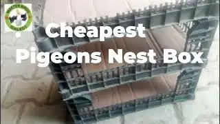 How to Build the Cheapest Nest Cage for Pigeons at Home | Master Birds#MasterBirds