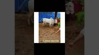 power of ongole bulls